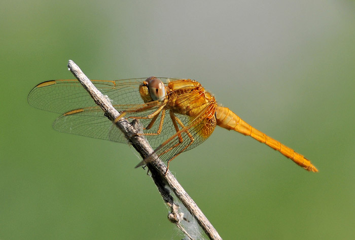 Tre Odonata da confermare